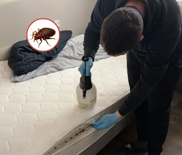 Technicien traitant un matelas contre les punaises de lit à Paris 4eme